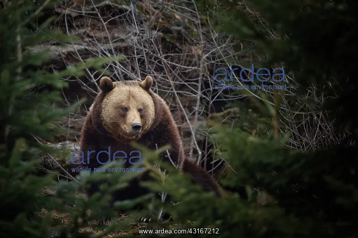 : Ursus arctos Ursus : Ursus arctos Ursus