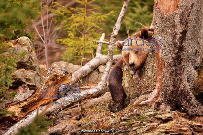 : Ursus arctos Ursus : Ursus arctos Ursus
