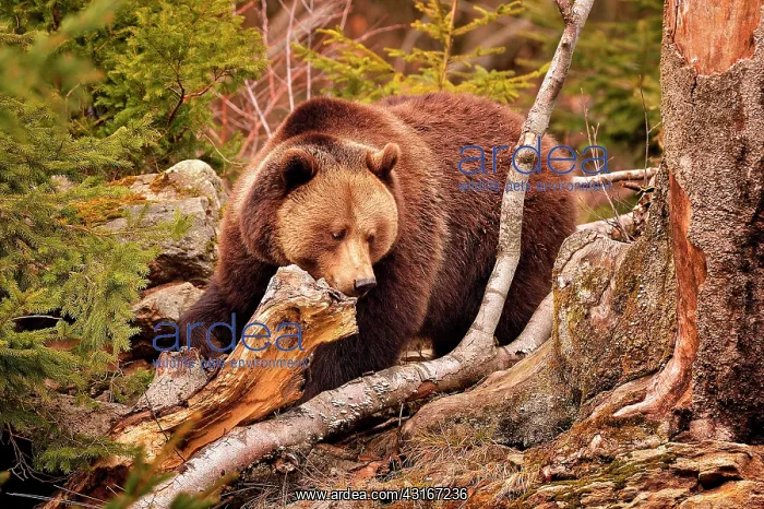 : Ursus arctos Ursus : Ursus arctos Ursus