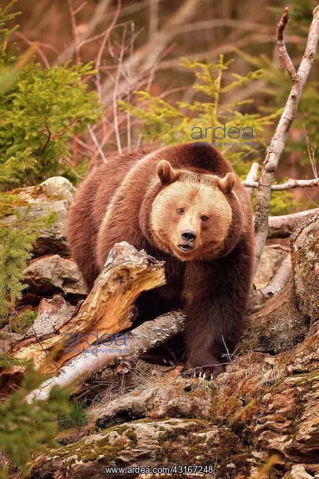 : Ursus arctos Ursus : Ursus arctos Ursus