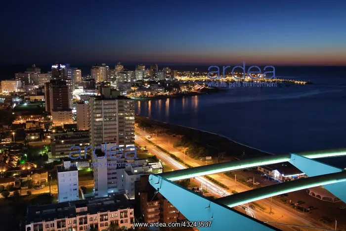 : Uruguay, Maldonado Department, Punta del : Uruguay, Maldonado Department, Punta del