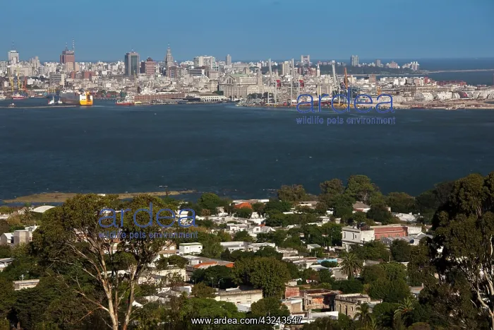 : Uruguay, Montevideo Department, Montevideo : Uruguay, Montevideo Department, Montevideo