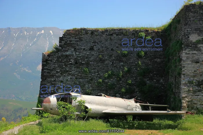 : U.S.-American Lockheed T-33 plane that was forced : U.S.-American Lockheed T-33 plane that was forced