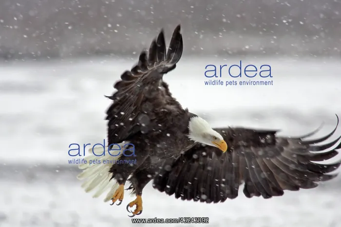 : USA, Alaska, Alaska Chilkat Bald Eagle Preserve : USA, Alaska, Alaska Chilkat Bald Eagle Preserve