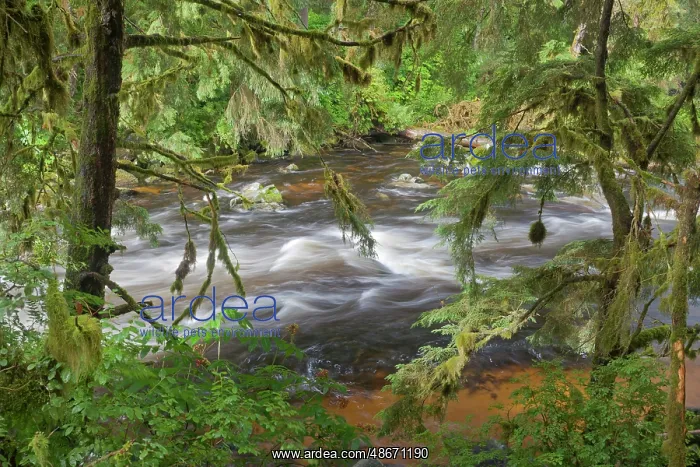 : USA, Alaska, Anan Creek. Scenic with rapids and trees. ic Do : USA, Alaska, Anan Creek. Scenic with rapids and trees. ic Do