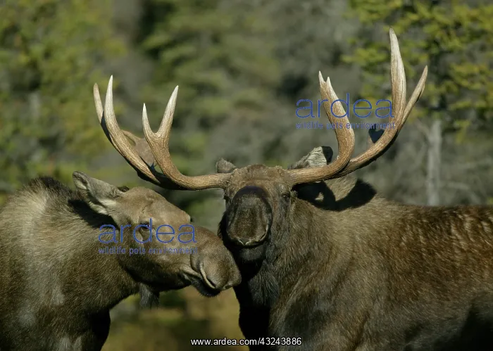 : USA, Alaska, Anchorage. Close-up of male : USA, Alaska, Anchorage. Close-up of male