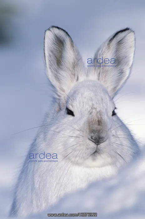 : USA, Alaska, ANWR. Snowshoe hare in its : USA, Alaska, ANWR. Snowshoe hare in its