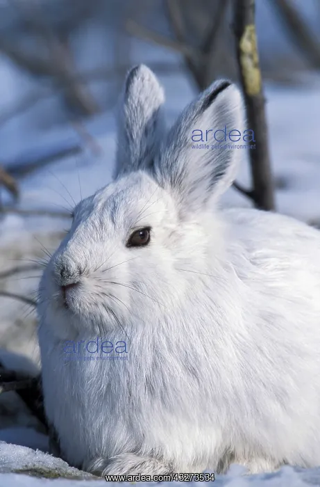 : USA, Alaska, ANWR. Snowshoe hare in its : USA, Alaska, ANWR. Snowshoe hare in its