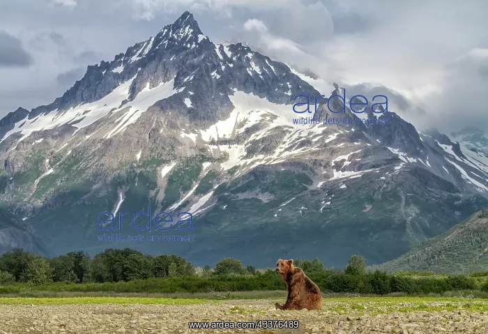 : USA, Alaska. A bear poses next to a scenic stream : USA, Alaska. A bear poses next to a scenic stream
