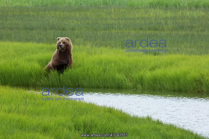 : USA, Alaska, Brown Bear : USA, Alaska, Brown Bear