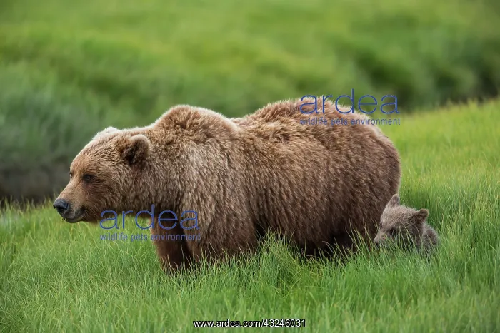 : USA, Alaska, Brown bear and cub : USA, Alaska, Brown bear and cub