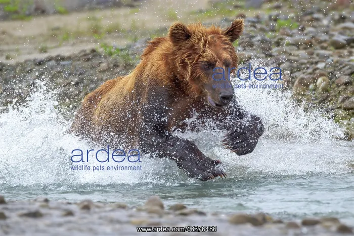 : USA, Alaska. A brown bear splashes through a stream : USA, Alaska. A brown bear splashes through a stream