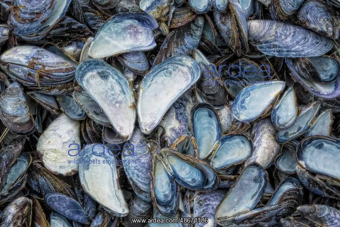 : USA, Alaska, Glacier Bay National Park. Close-up of mussel : USA, Alaska, Glacier Bay National Park. Close-up of mussel