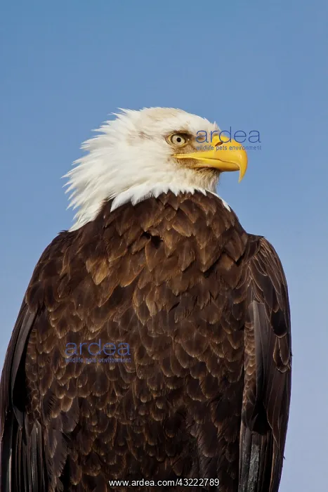 : USA. Alaska. Homer. Eagle Portrait in Morning : USA. Alaska. Homer. Eagle Portrait in Morning