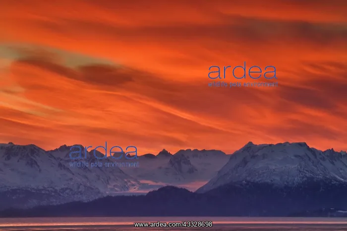 : USA, Alaska, Kachemak Bay. Intense sunrise : USA, Alaska, Kachemak Bay. Intense sunrise