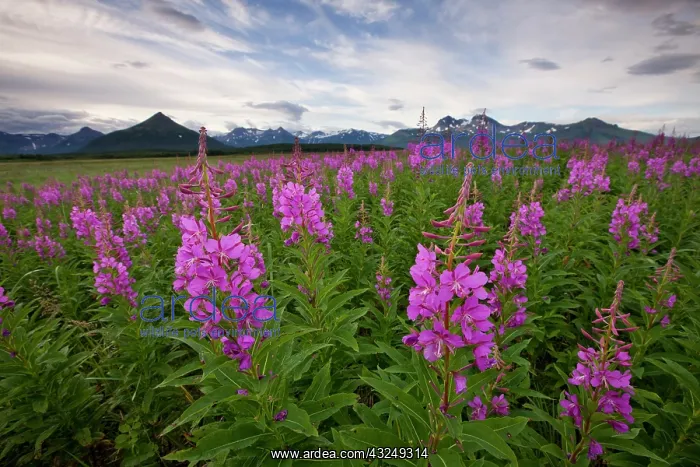  : USA, Alaska, Katmai National Park, Fireweed