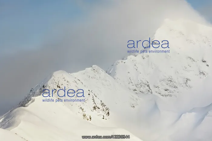 : USA, Alaska, Kenai Mountains. Ridge of snow-covered : USA, Alaska, Kenai Mountains. Ridge of snow-covered