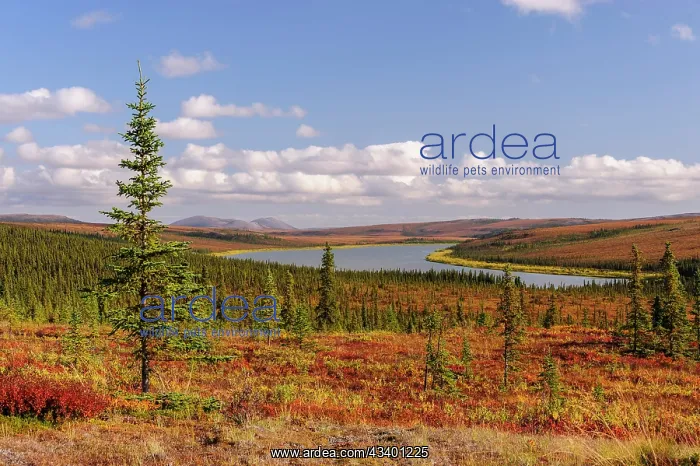 : USA, Alaska, Kotzebue, Noatak River. Autumn colors : USA, Alaska, Kotzebue, Noatak River. Autumn colors