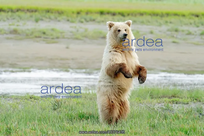 : USA, Alaska. A light colored brown bear stands to : USA, Alaska. A light colored brown bear stands to
