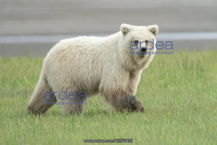 : USA, Alaska. A very light colored female brown bear : USA, Alaska. A very light colored female brown bear