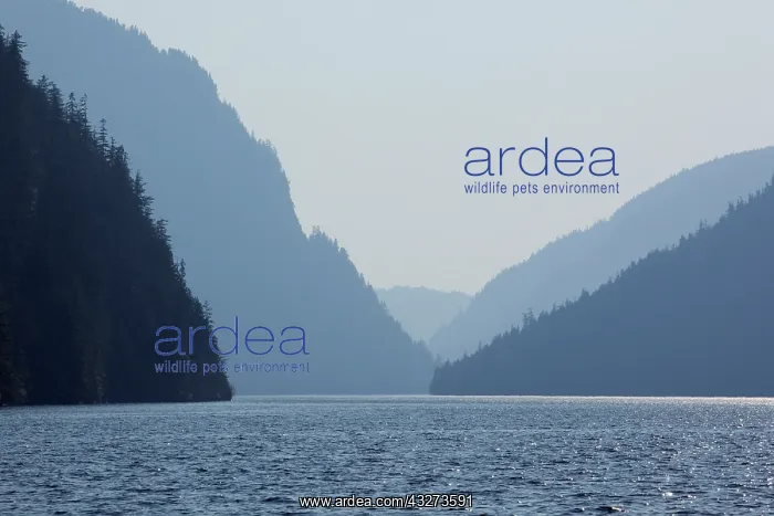 : USA, Alaska, Misty Fjords National Park : USA, Alaska, Misty Fjords National Park