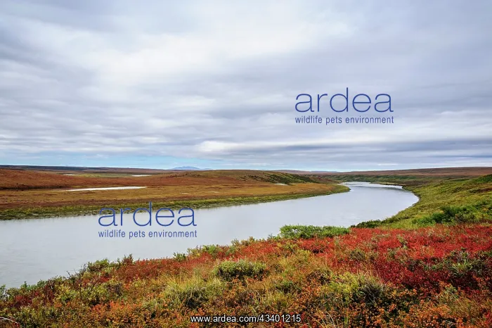 : USA, Alaska, Noatak National Preserve. Autumn colors : USA, Alaska, Noatak National Preserve. Autumn colors