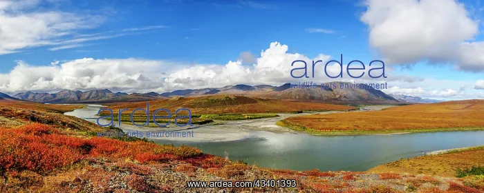 : USA, Alaska, Noatak National Preserve. Autumn colors : USA, Alaska, Noatak National Preserve. Autumn colors
