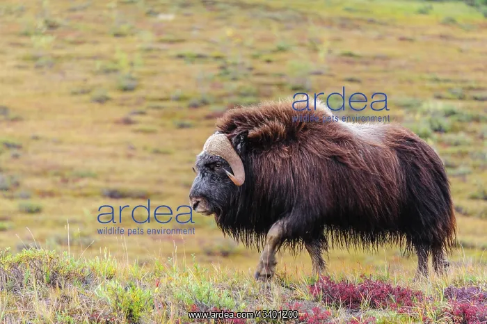 : USA, Alaska, Noatak National Preserve. Bull Muskox : USA, Alaska, Noatak National Preserve. Bull Muskox