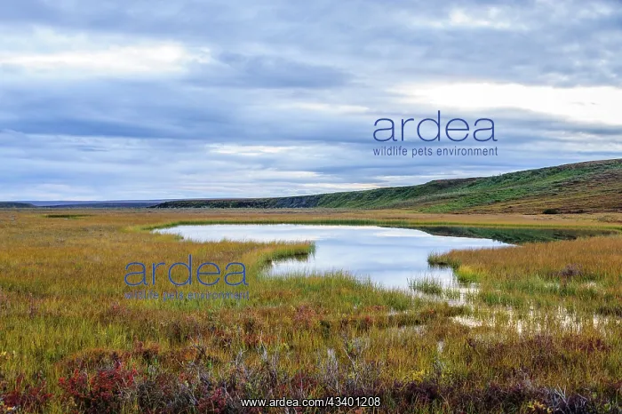  : USA, Alaska, Noatak National Preserve. Wetlands