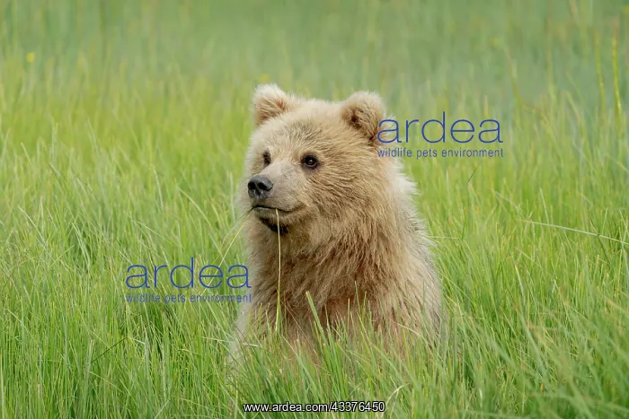 : USA, Alaska. Portrait of a light colored brown bear cub : USA, Alaska. Portrait of a light colored brown bear cub