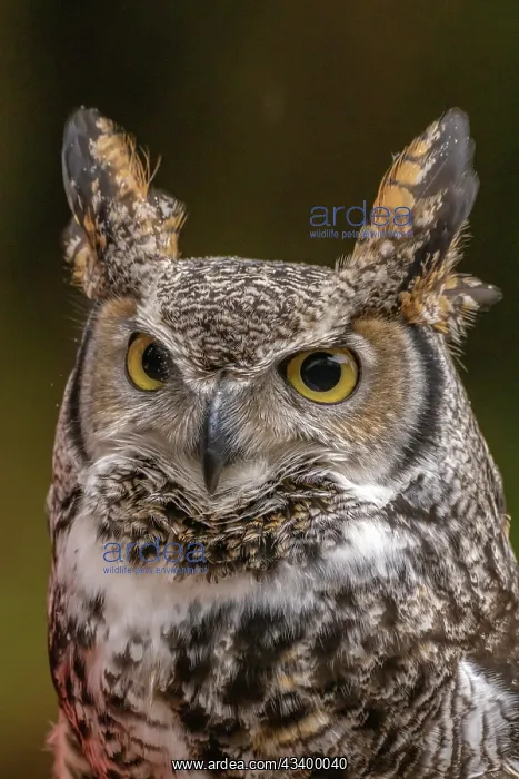 : USA, Alaska, Sitka, Alaska Raptor Center. Captive : USA, Alaska, Sitka, Alaska Raptor Center. Captive