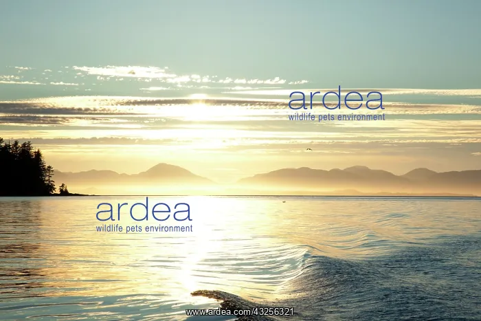 : USA, Alaska, Southeast near Ketchikan, sunset : USA, Alaska, Southeast near Ketchikan, sunset