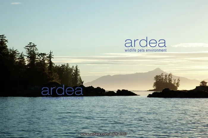 : USA, Alaska, Southeast near Ketchikan, sunset : USA, Alaska, Southeast near Ketchikan, sunset