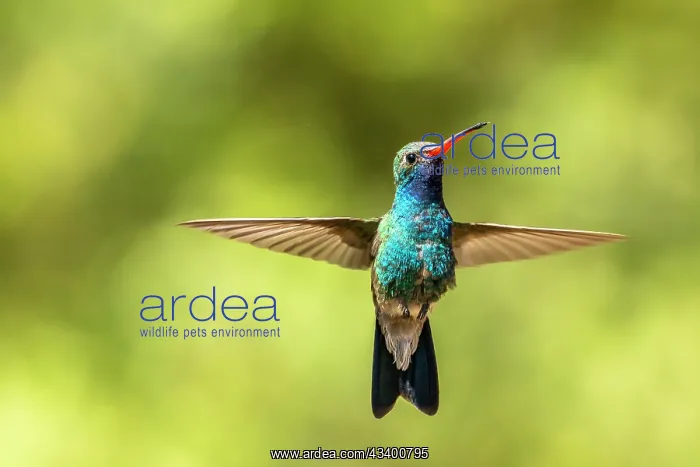: USA, Arizona. Broad-billed hummingbird in flight : USA, Arizona. Broad-billed hummingbird in flight