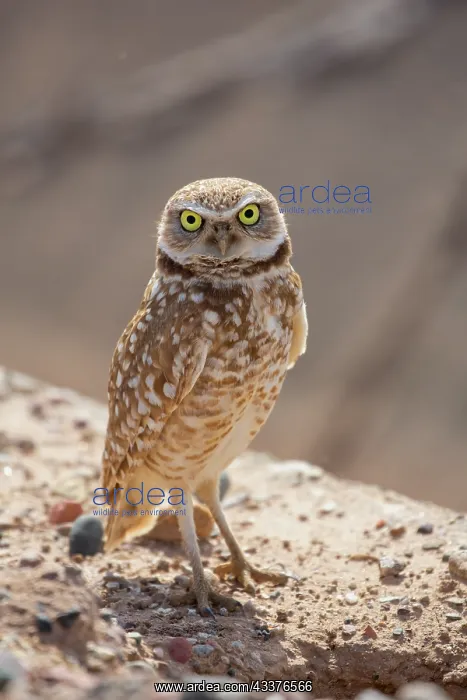: USA, Arizona. Burrowing owl close-up : USA, Arizona. Burrowing owl close-up