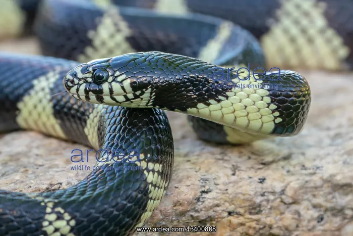 : USA, Arizona. Captive California kingsnake close-up : USA, Arizona. Captive California kingsnake close-up