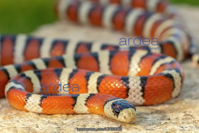 : USA, Arizona. Captive Sonora mountain kingsnake : USA, Arizona. Captive Sonora mountain kingsnake