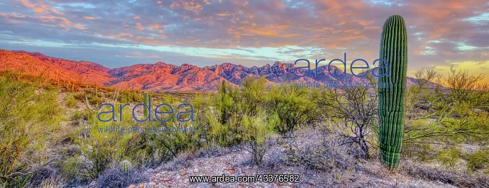 : USA, Arizona, Catalina. Panoramic of sunset on desert : USA, Arizona, Catalina. Panoramic of sunset on desert