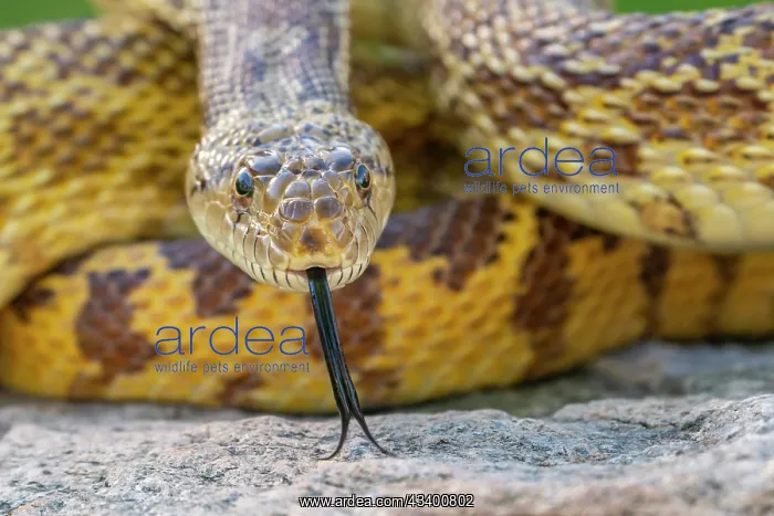  : USA, Arizona. Close-up of captive gopher snake