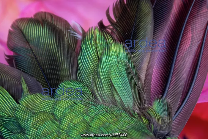 : USA, Arizona. Close-up of hummingbird feathers : USA, Arizona. Close-up of hummingbird feathers