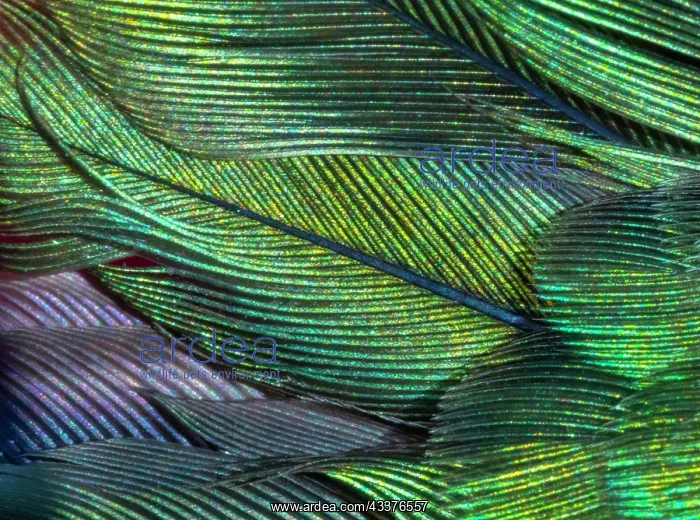 : USA, Arizona. Close-up of hummingbird feathers : USA, Arizona. Close-up of hummingbird feathers