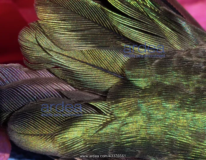 : USA, Arizona. Close-up of hummingbird feathers : USA, Arizona. Close-up of hummingbird feathers