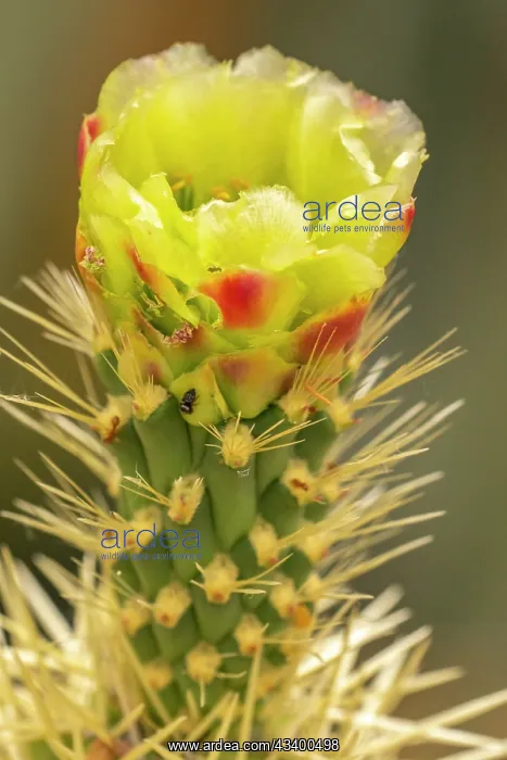 : USA, Arizona. Close-up of prickly pear cactus blossom : USA, Arizona. Close-up of prickly pear cactus blossom