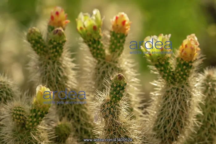 : USA, Arizona. Close-up of prickly pear cactus blossoms : USA, Arizona. Close-up of prickly pear cactus blossoms