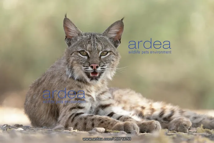 : USA, Arizona. Close-up of resting female bobcat : USA, Arizona. Close-up of resting female bobcat