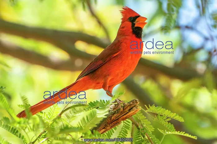: USA, Arizona, Desert Meadows Park. Northern cardinal : USA, Arizona, Desert Meadows Park. Northern cardinal