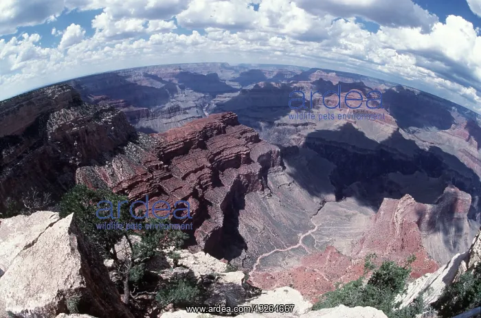 : USA, ARIZONA - GRAND CANYON : USA, ARIZONA - GRAND CANYON