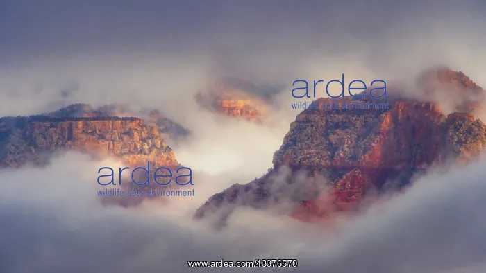  : USA, Arizona, Grand Canyon. Foggy sunrise on canyon