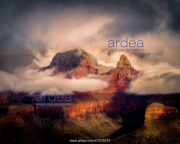 : USA, Arizona, Grand Canyon. Foggy sunrise on canyon : USA, Arizona, Grand Canyon. Foggy sunrise on canyon