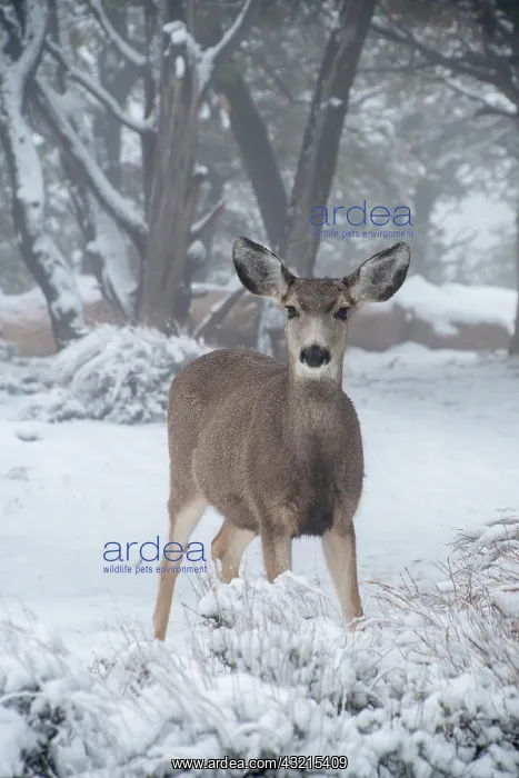 : USA, Arizona, Grand Canyon National Park. Doe in : USA, Arizona, Grand Canyon National Park. Doe in
